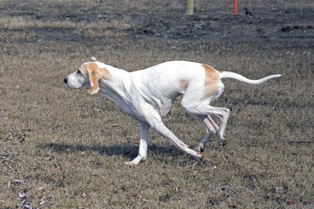 Porcelaine dog running