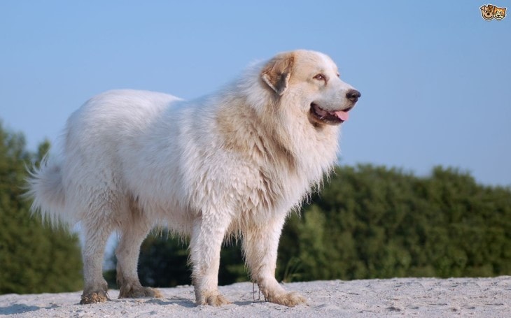 Pyrenean Mastiff  dog standing on mountain