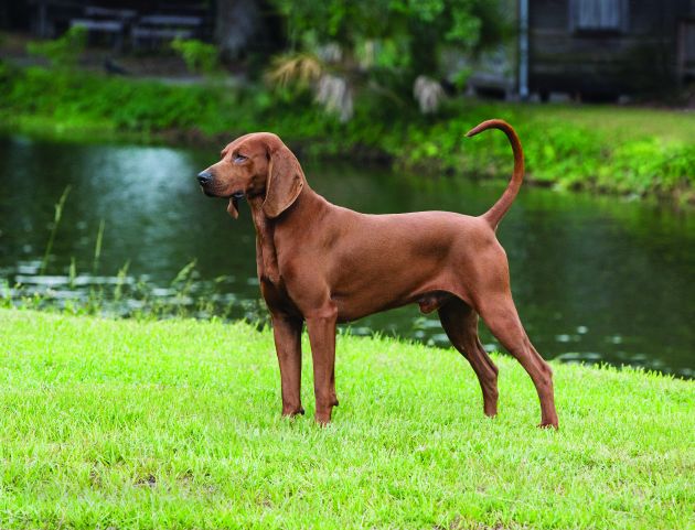 Redbone Coonhound dog featured image