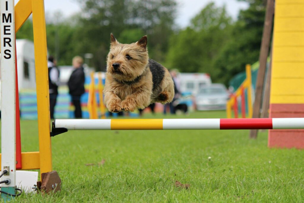 Norwich Terrier running in an competition