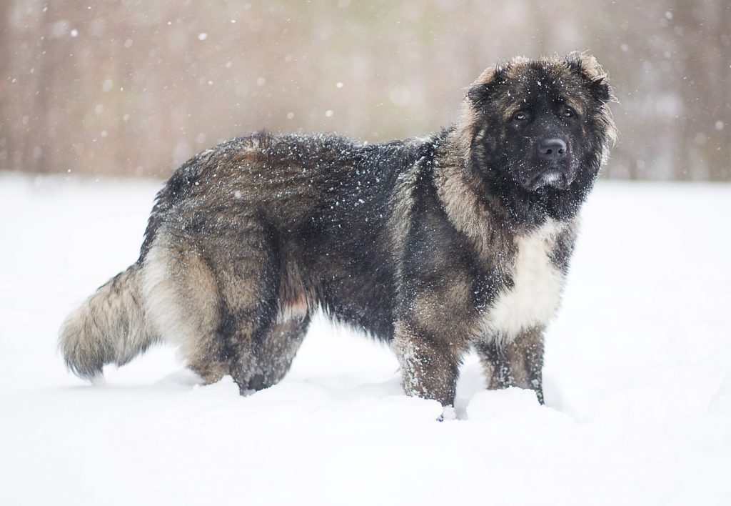 Caucasian Shepherd  dog in snow