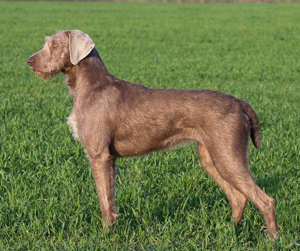 Slovak Rough-haired Pointer dog standing on ground