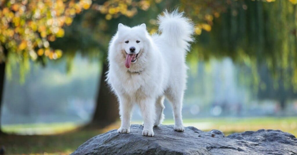 cute Samoyed dog in forest