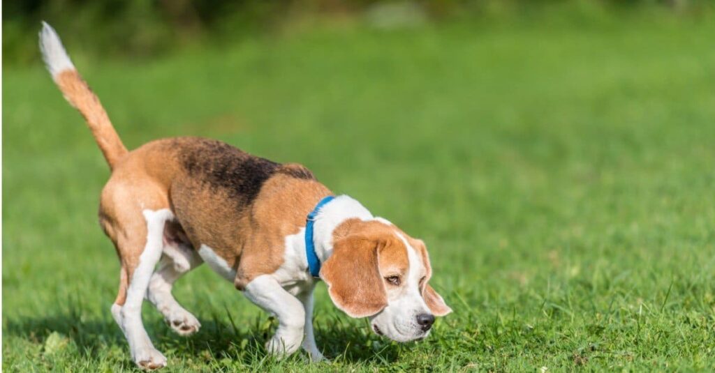 Pocket Beagle walking on grass