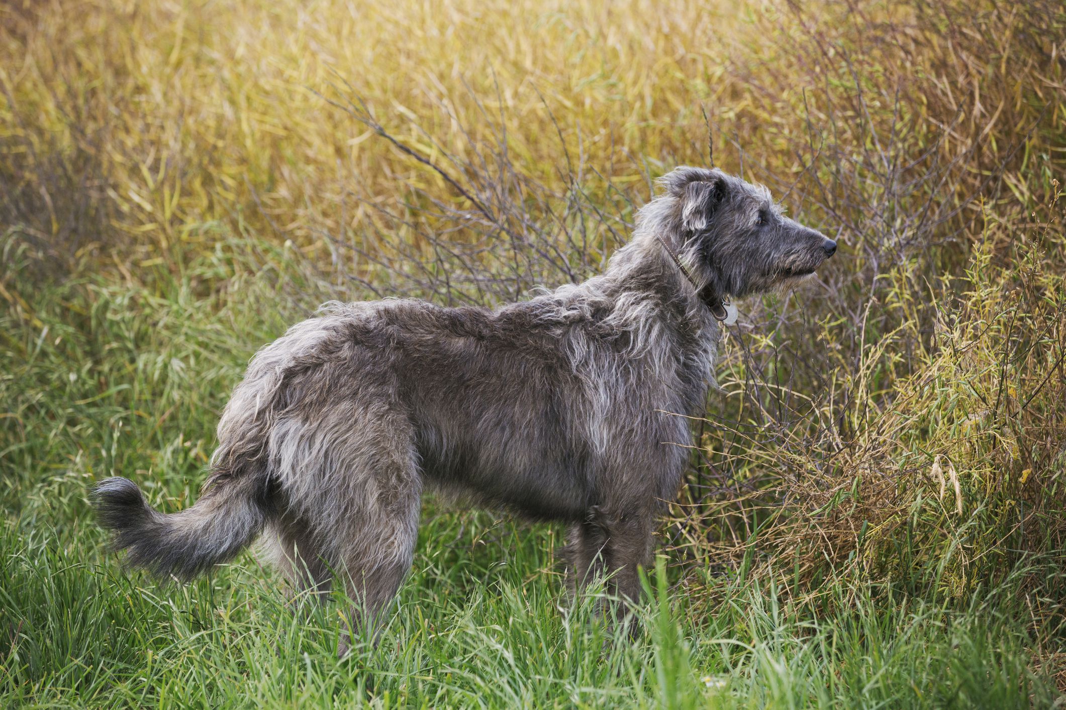 Scottish Deerhound dog featured image