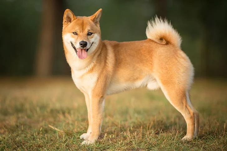 Shiba Inu dog featured image
