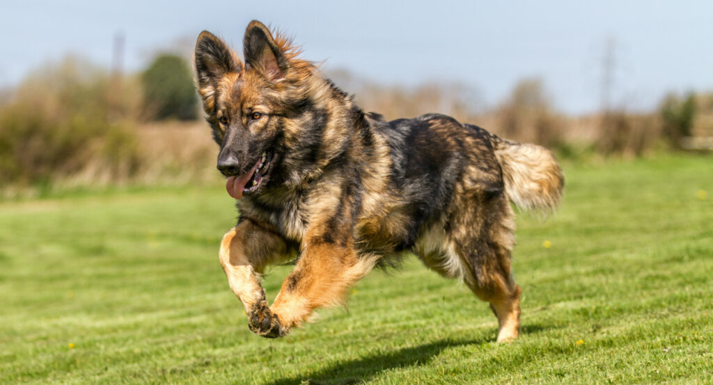 Shiloh Shepherd dog running on grass