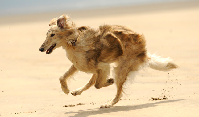 Silken Windhound dog running on sand