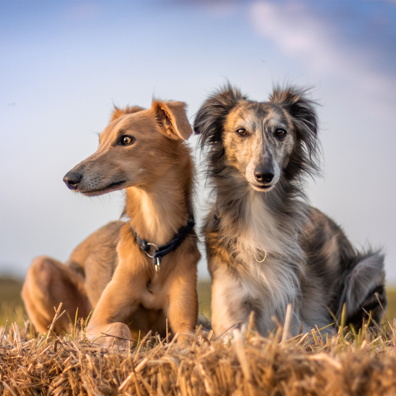 2 Silken Windhound dogs sitting on grass
