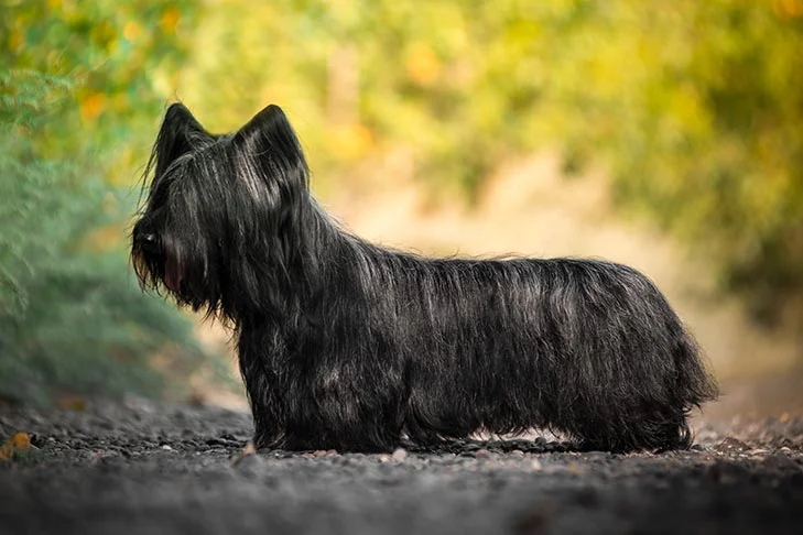 Skye Terrier dog featured image