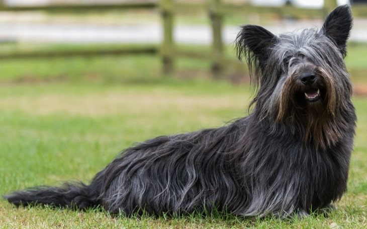 black Skye Terrier dog standing on grass