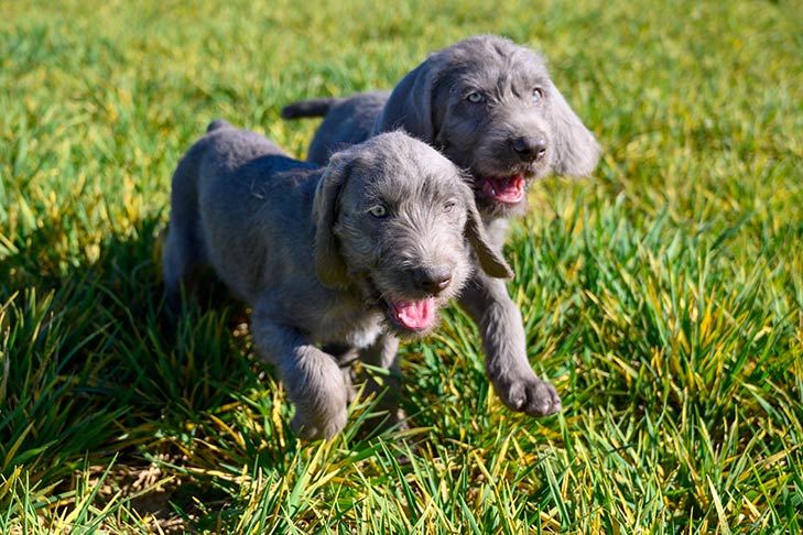 2 Slovak Rough-haired Pointer puppies running on grass