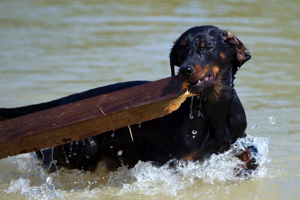 Slovenský kopov dog in water