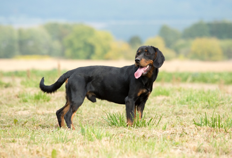Slovenský kopov dog standing on grass
