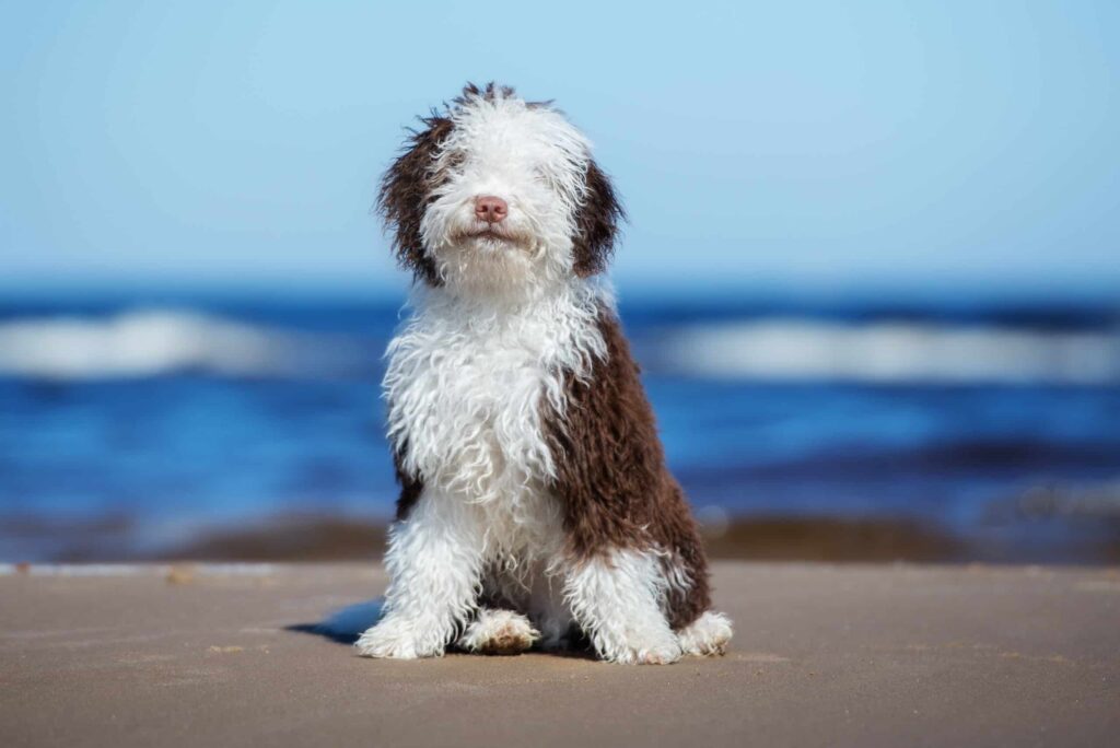 Spanish Water Dog sitting besides ocean