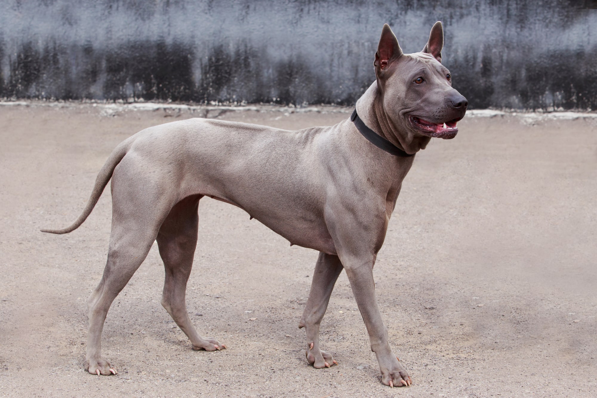Thai ridgeback dog featured image