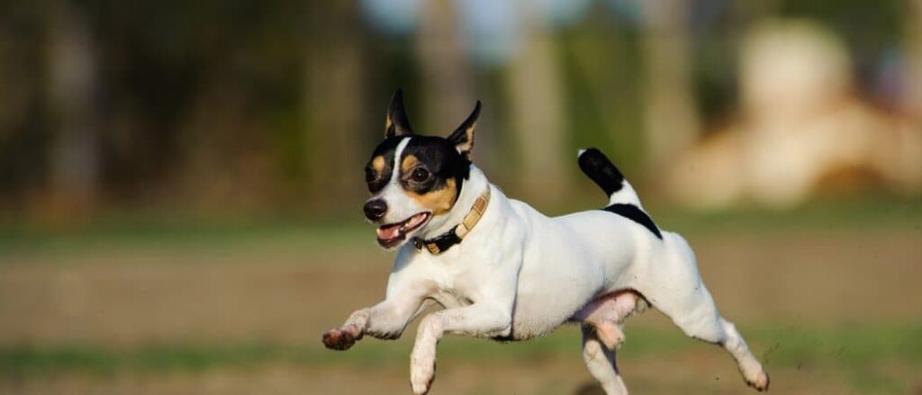 Toy Fox Terrier running on grass