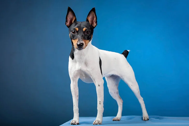 Toy Fox Terrier dog featured image