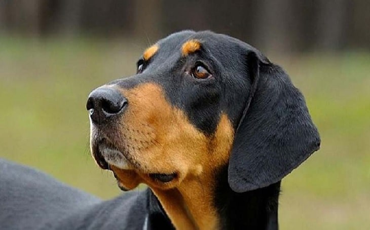 Transylvanian Hound dog HD image