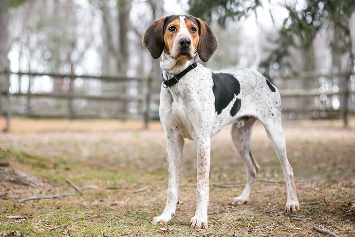 Treeing Walker Coonhound Dog Breed Revealed: Explore the Personality Traits and Charaactersticks