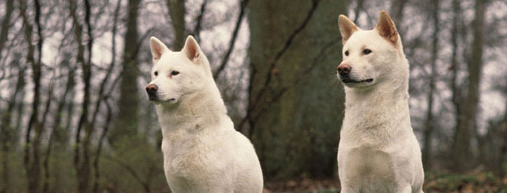 two kishu dogs