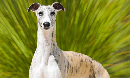 Whippet dog featured image