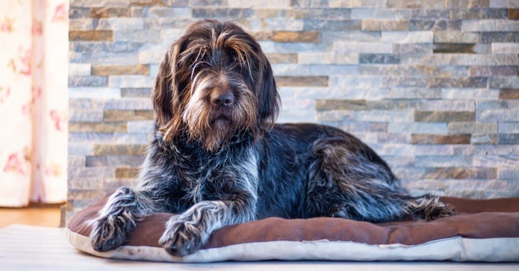 Wirehaired Pointing Griffon laying on couch