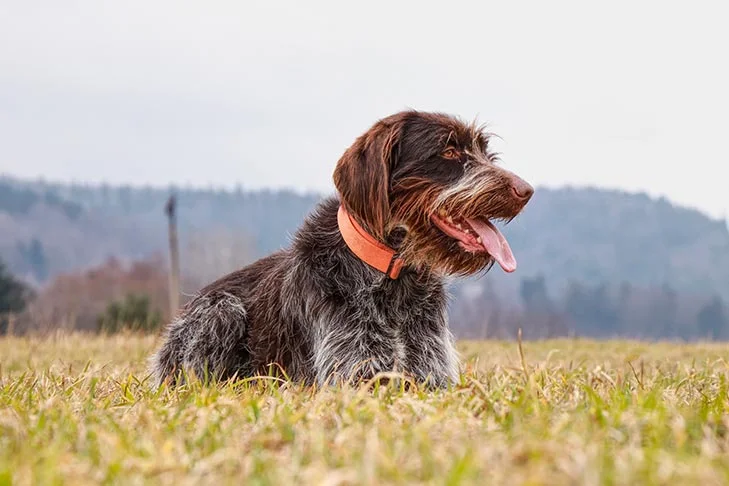 Wirehaired Pointing Griffon dog featured image