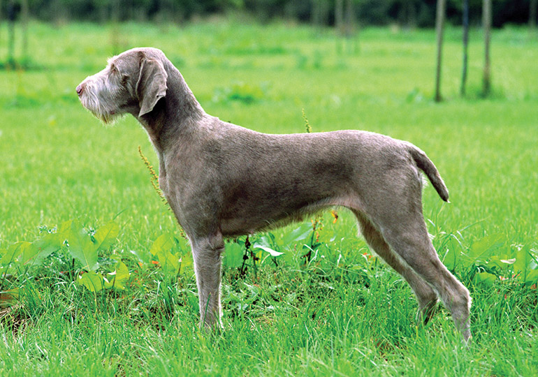 Slovak Rough-haired Pointer dog featured image