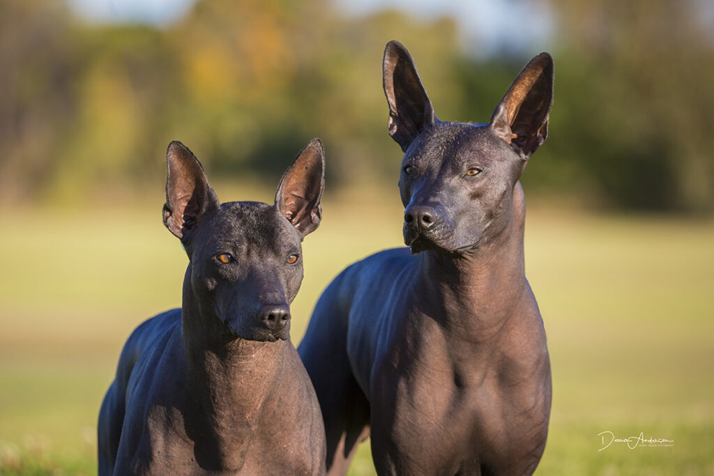 Mexican hairless Dog featured image