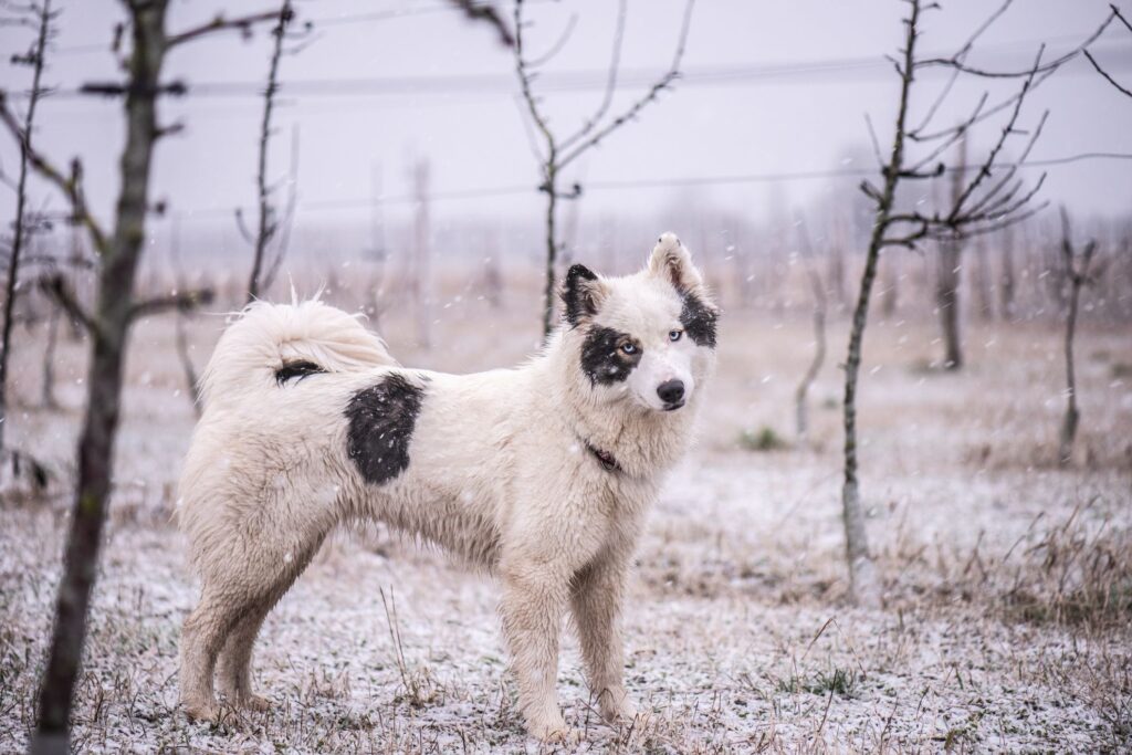 Yakutian Laika standing in snow forest