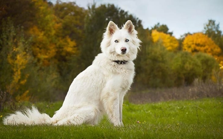 Yakutian Laika dog featured image