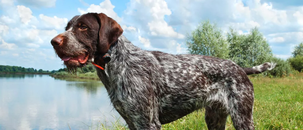 German Wirehaired Pointer near river