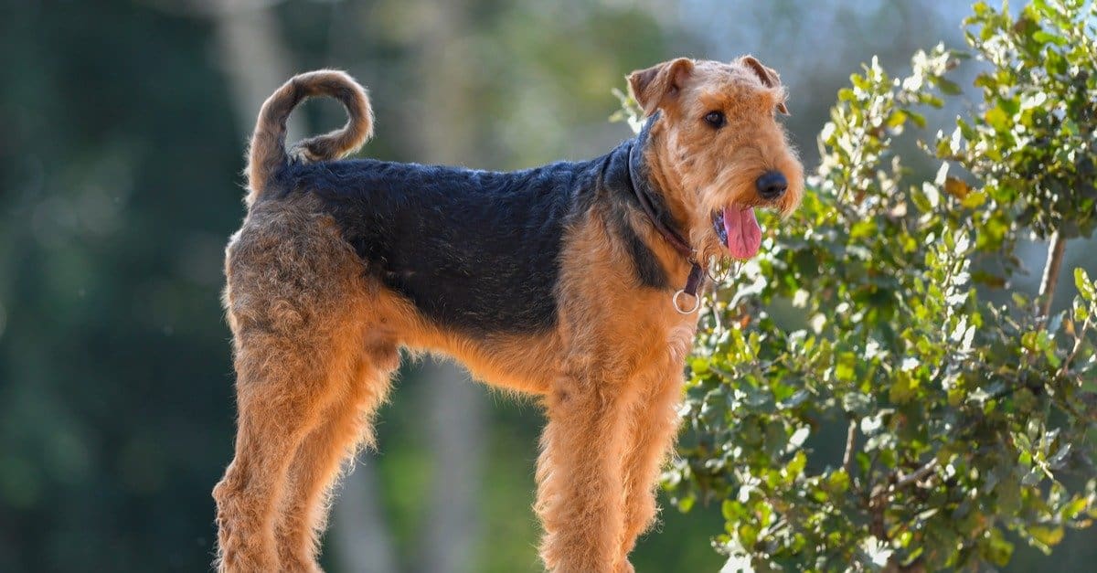 Airedale Terrier Dog Featured Image