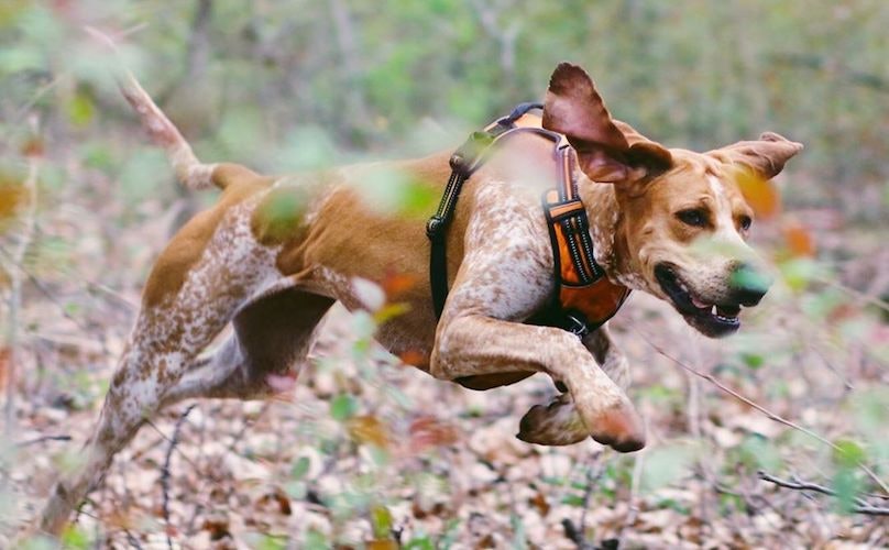 American English Coonhound Dog Training