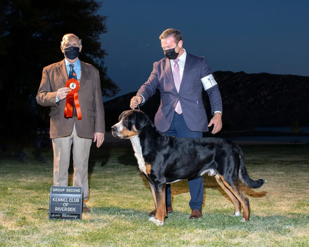 Greater Swiss Mountain winning show prize