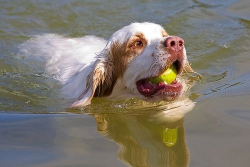 Clumber spaniel carrying ball in his mouth 