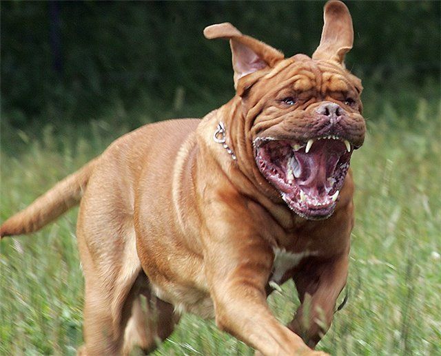 Dogue de Bordeaux barking