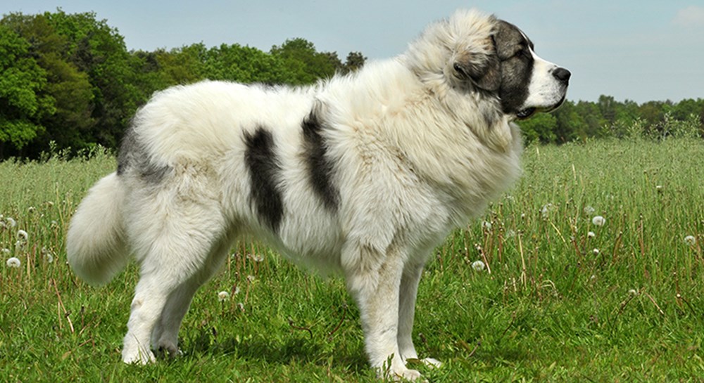 Pyrenean Mastiff dog featured image