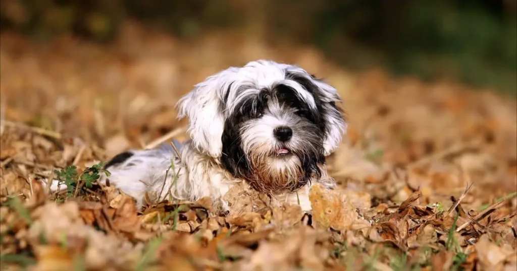 Bolonka dog hiding in tree leafs
