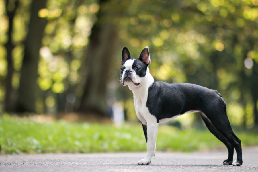 Boston Terrier featured image