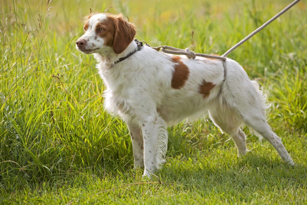 brittany dog in grass