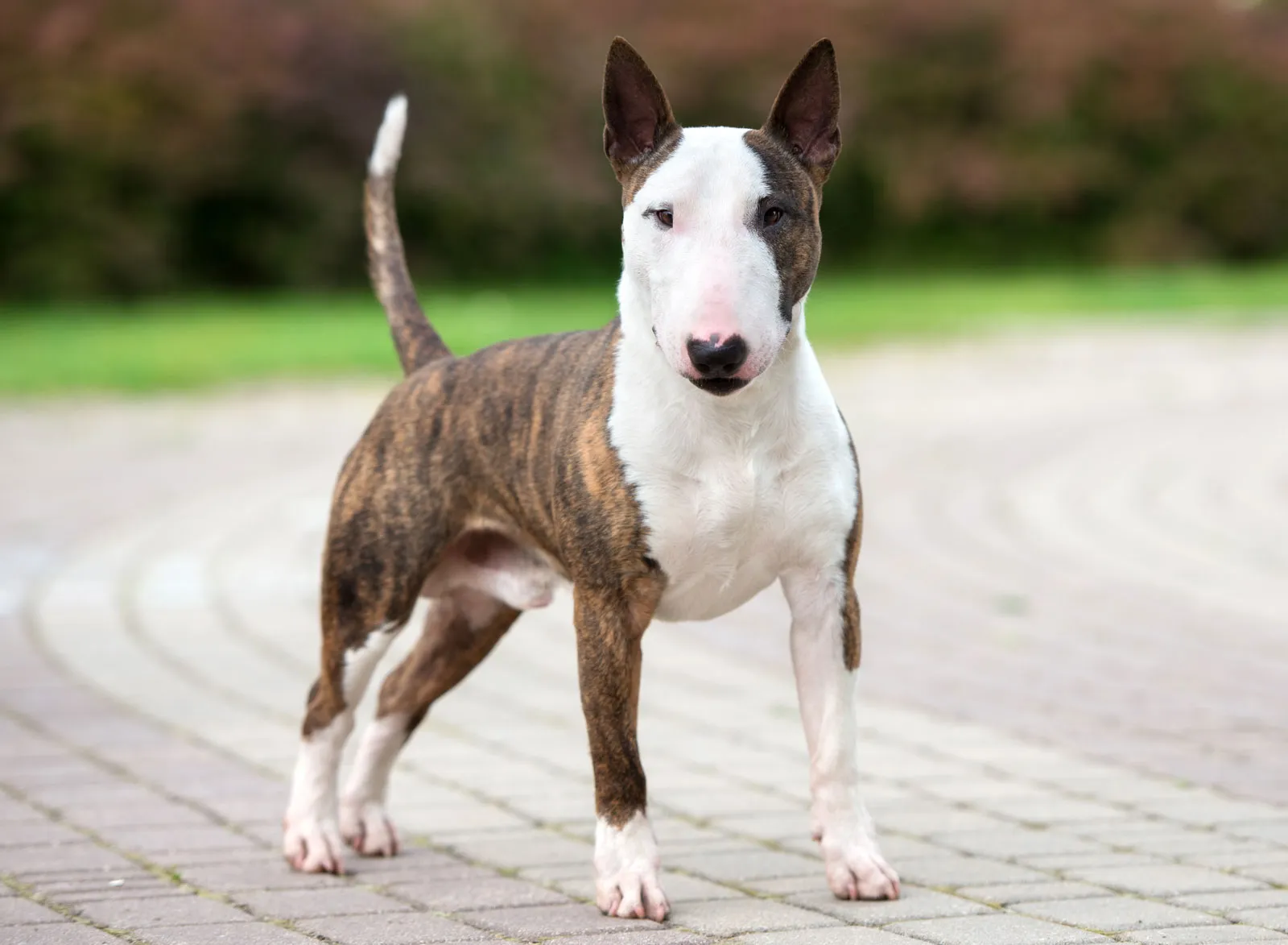 Bull Terrier featured image