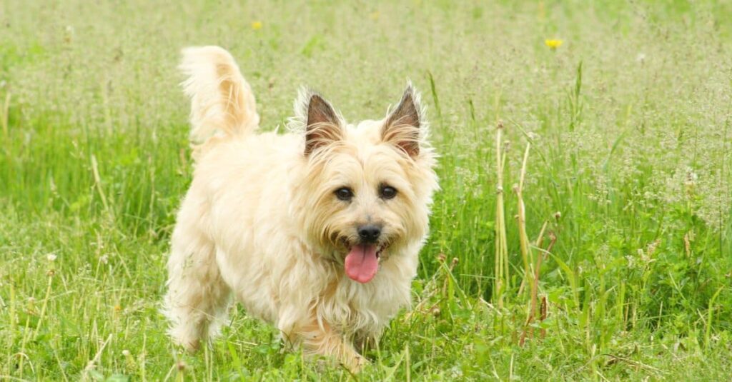 Cairn terrier dog in the fields