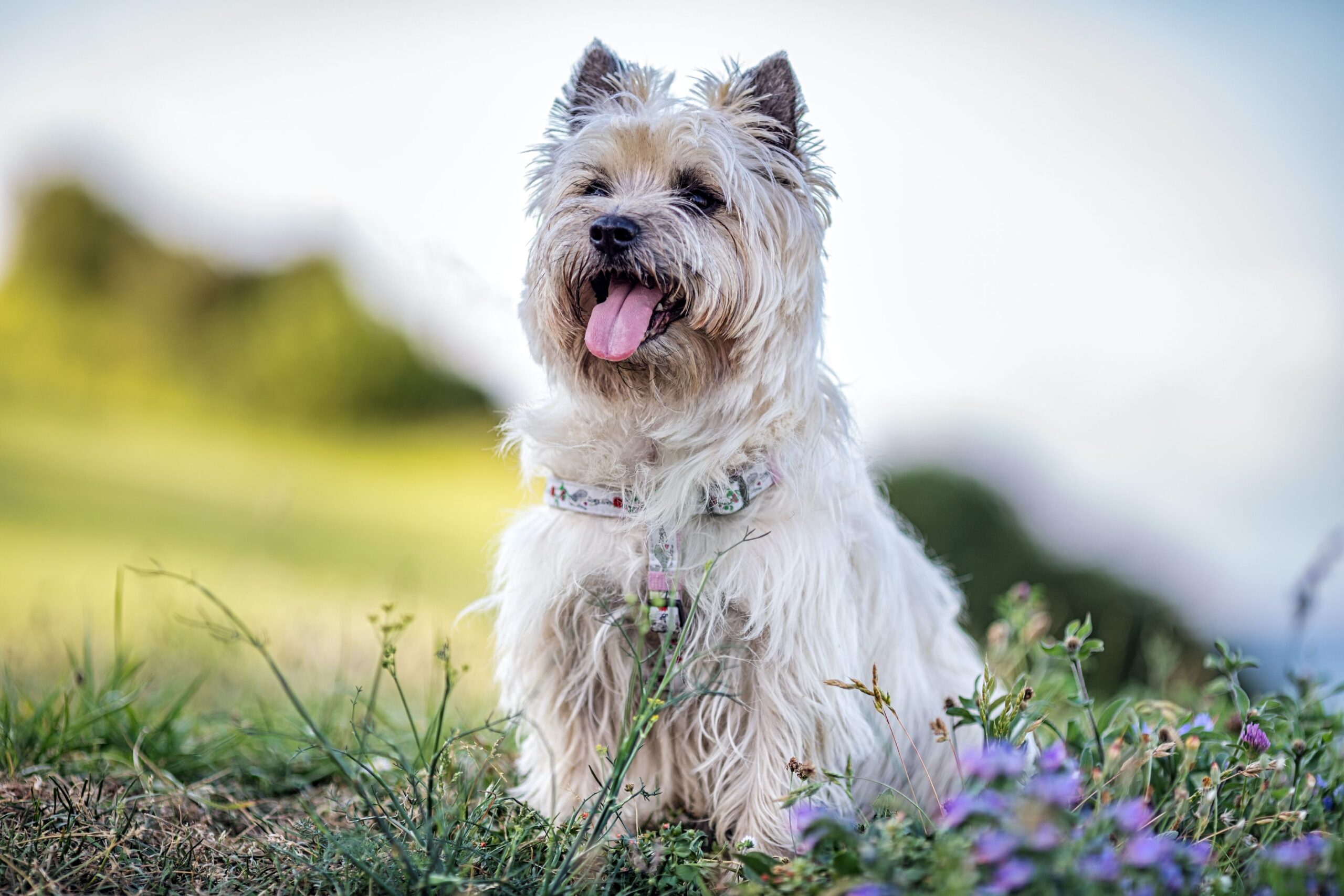 Cairn Terrier featured image