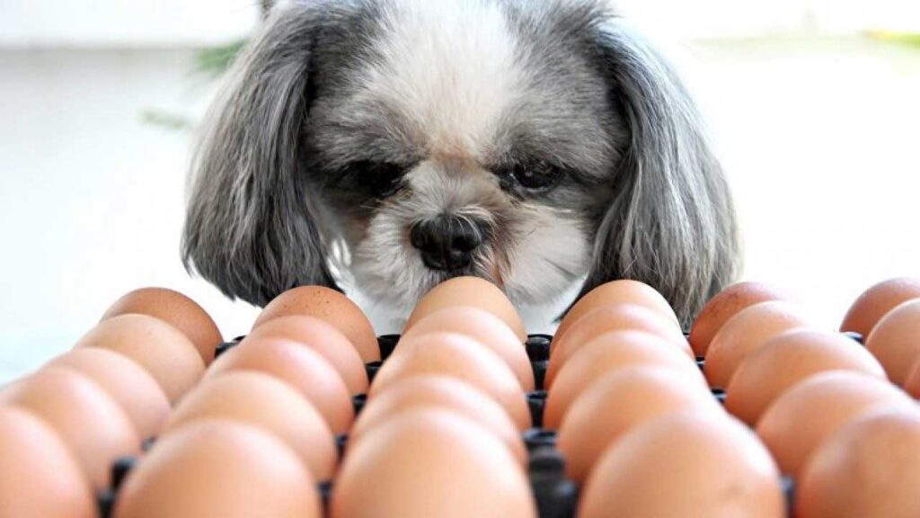 Shih Tzu dog Eating Eggs 