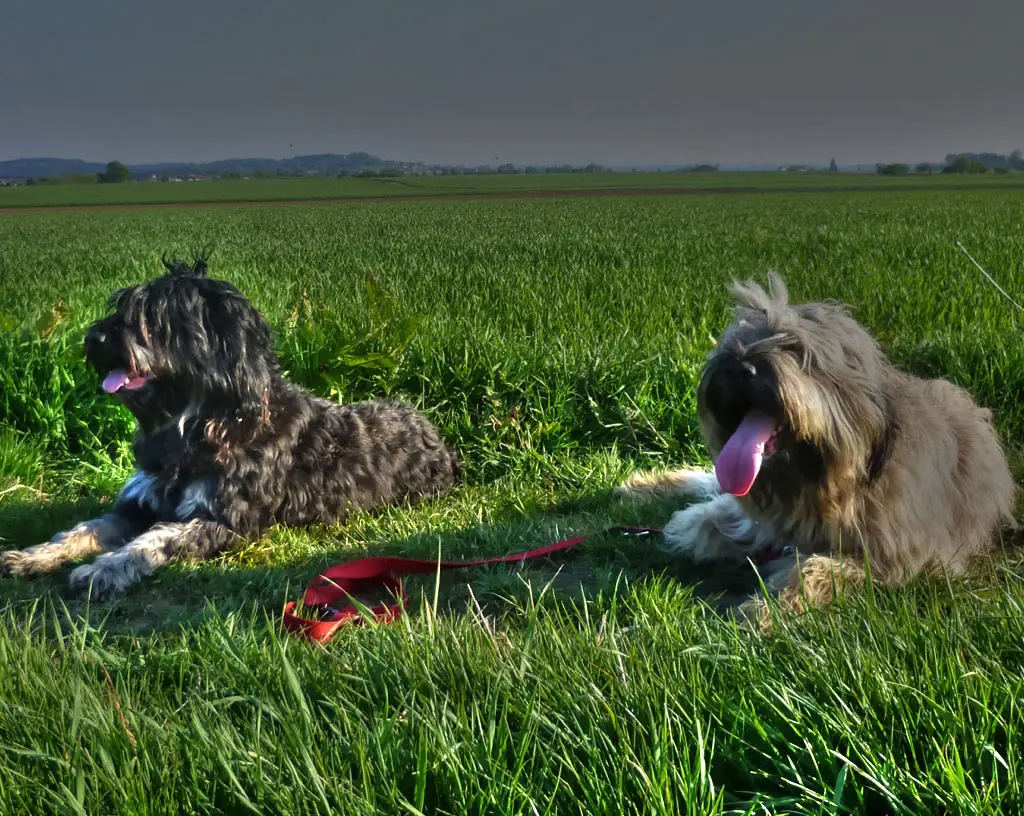 2 Portuguese Sheepdog dogs sitting in grass