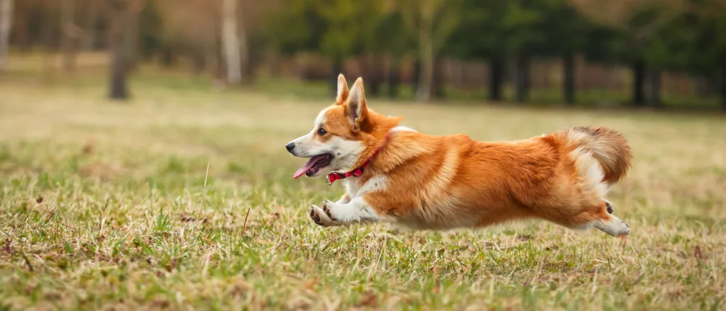 Cardigan Welsh Corgi dog running in garden