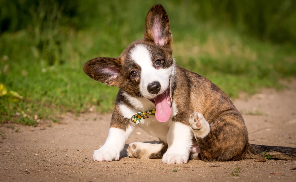 Cardigan Welsh Corgi puppy