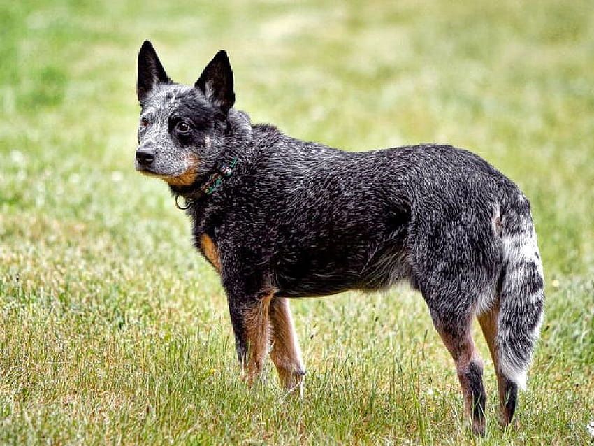 Black Stumpy Cattle Dog